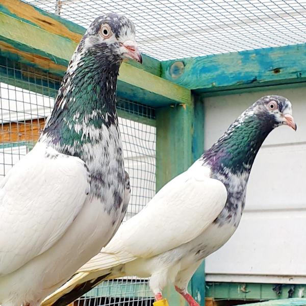 Pakistan teddy pigeon for sale West Midlands Birdtrader