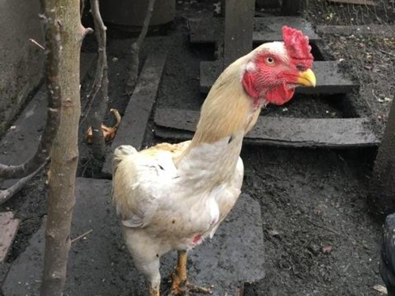 Shamo chicken for sale Birdtrader