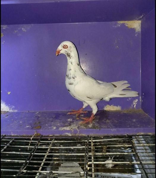 Danish tumbler pigeons for sale Birdtrader