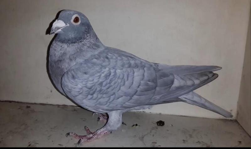 RARE COLOUR RACING PIGEONS FOR SALE | Birdtrader