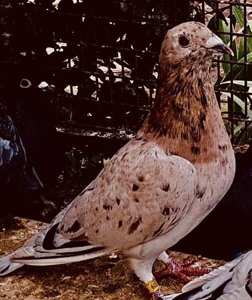 RARE COLOUR RACING PIGEONS FOR SALE Birdtrader