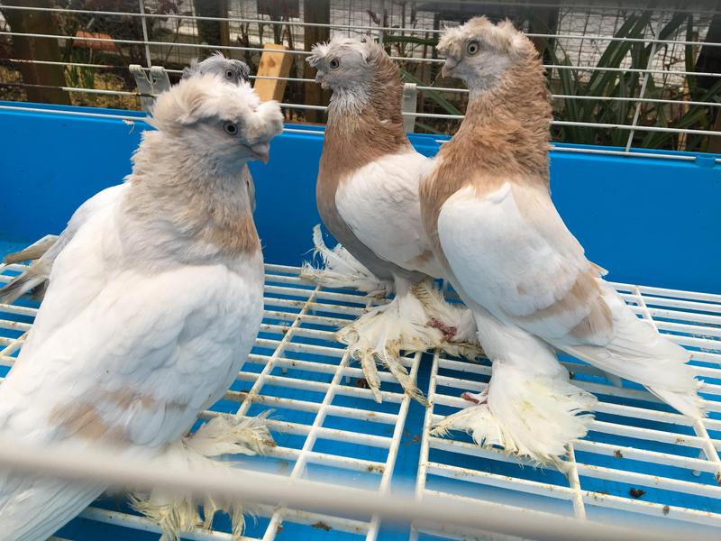 For Sale Pigeons Turkish Takla, Uzbek in London Birdtrader