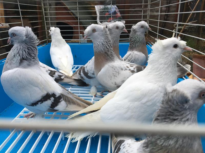 For Sale Pigeons Turkish Takla, Uzbek in London Birdtrader