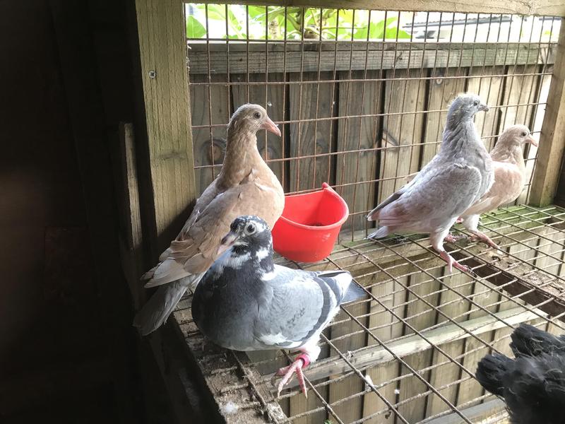 Young racing pigeons Birdtrader