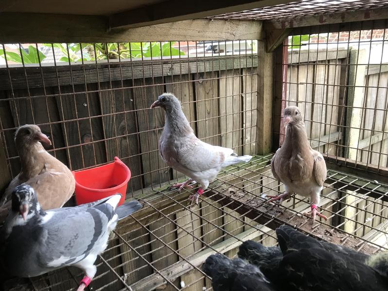 Young racing pigeons Birdtrader