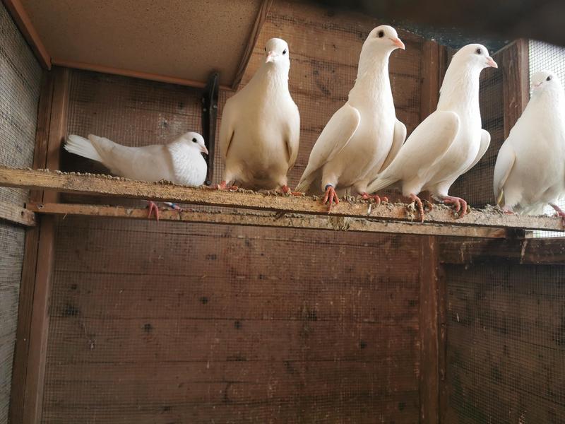Pure White Doves Birdtrader
