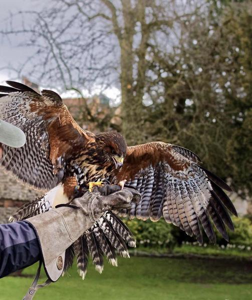 Male Harris Hawk for Sale Birdtrader