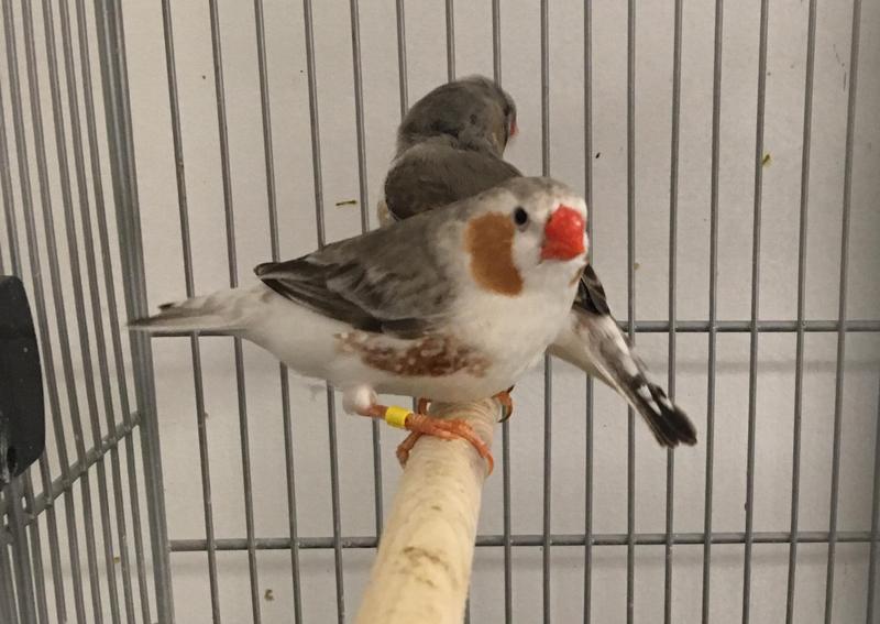 Zebra Finches for sale, Penguins and Crested. Birdtrader