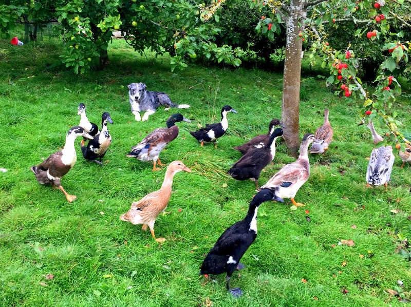 Indian Runner Duck Hatching Eggs Birdtrader