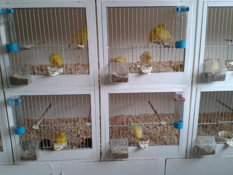 fife fancy canarys Birdtrader