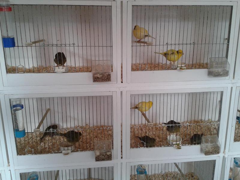 fife fancy canarys Birdtrader