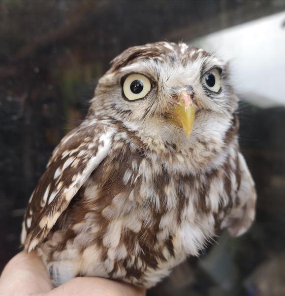 Little owls. 2 pairs for sale Birdtrader