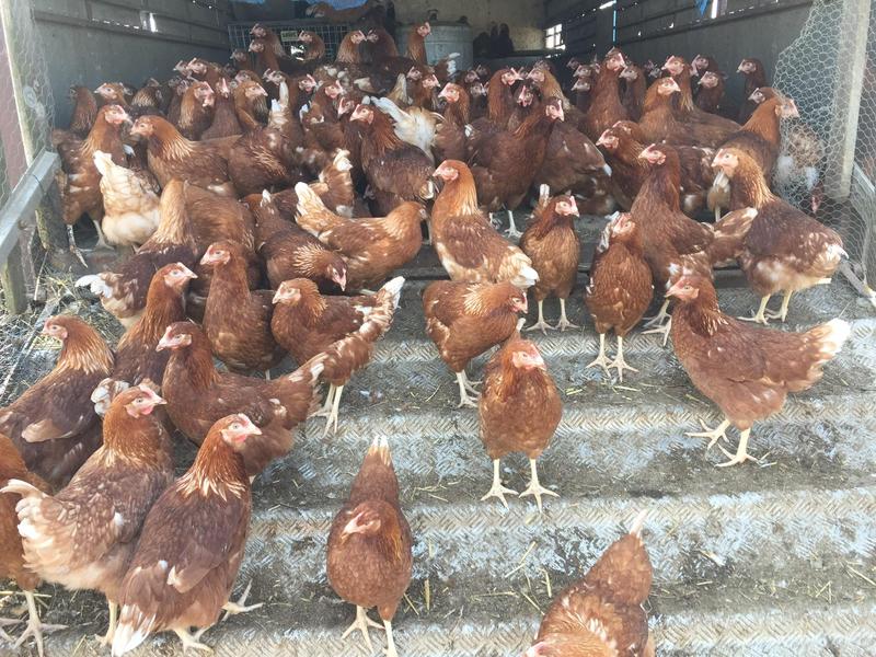 Point of lay POL Hybrid Hyline Plus Pullets Hens Chickens Birdtrader