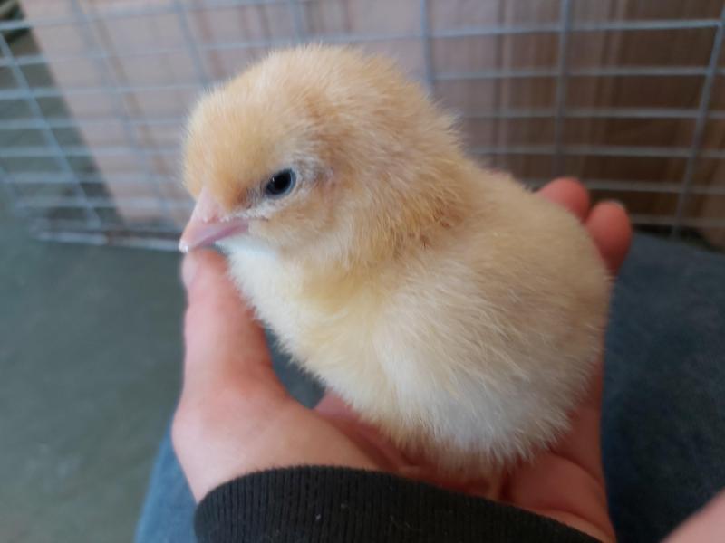 Buff orpington chicks Birdtrader