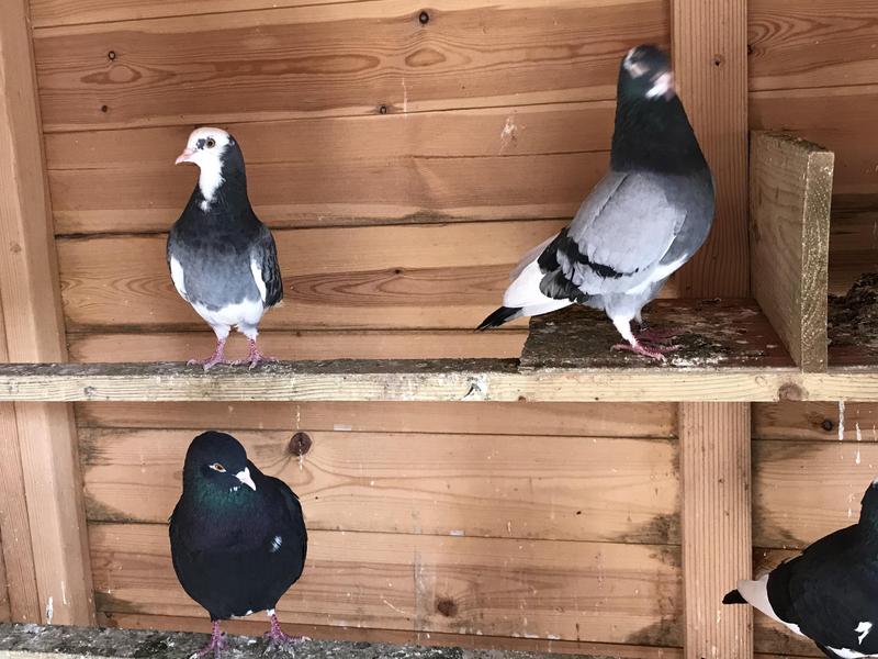 Birmingham Roller Pigeons for sale Birdtrader