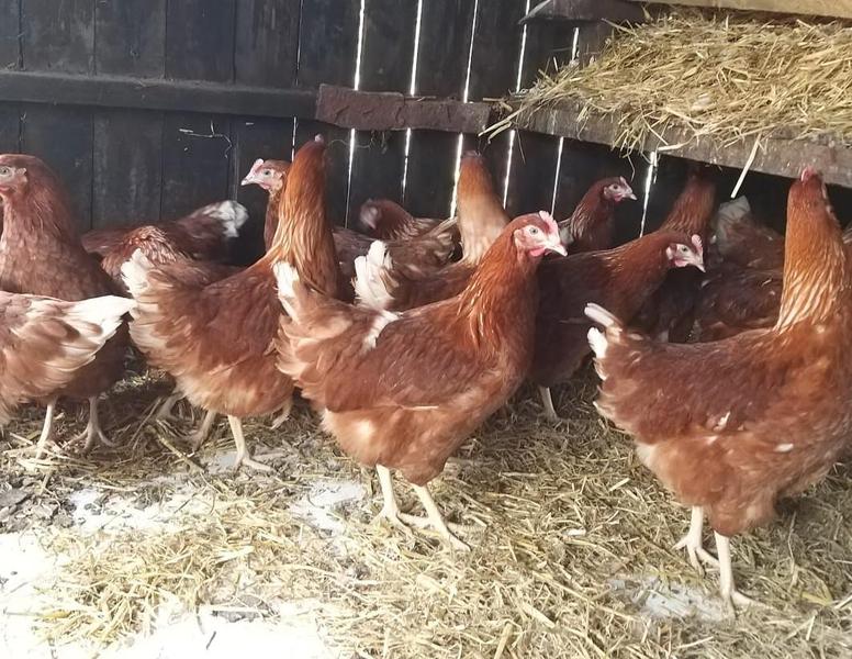 Point of Lay Chickens/Hens Birdtrader