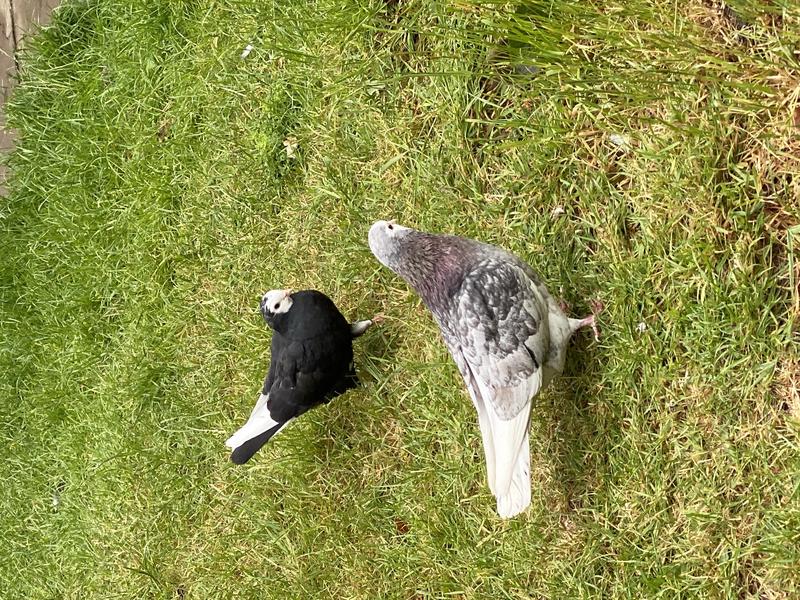 Wolverhampton tumblers (badges) Birdtrader