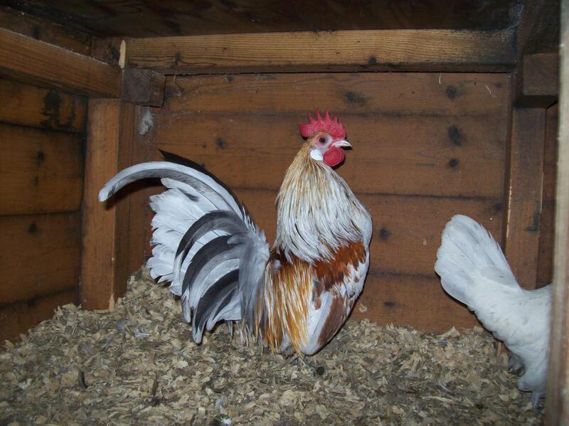 PAIRS AND TRIOS OF PURE DUTCH BANTAMS VARIOUS TYPES AVAILABLE INC GOLDS