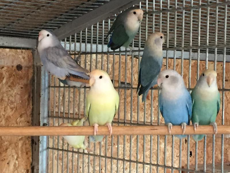 Opaline Peach Faced Lovebirds For Sale Birdtrader