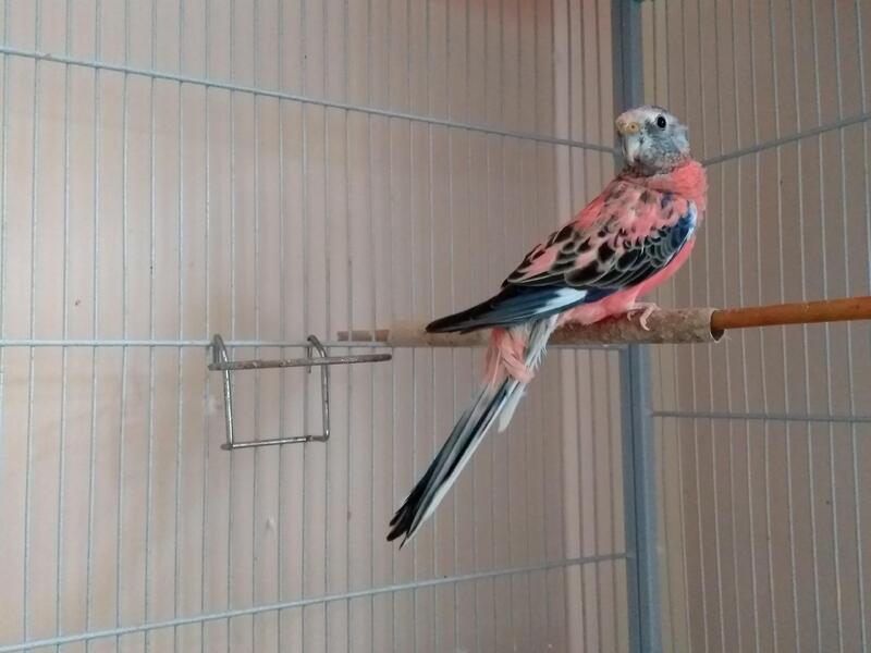 Bourke's parakeets pair for sale. Collect from Exeter Birdtrader