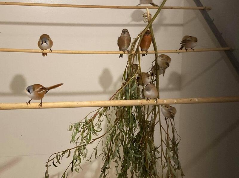 British Finches for sale Birdtrader