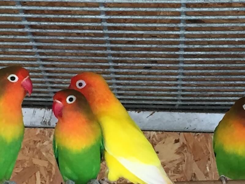 Fischer’s Lovebirds For Sale Birdtrader