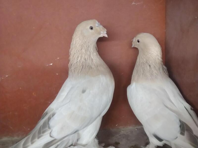 Turkish Takla Pigeons For Sale Birdtrader