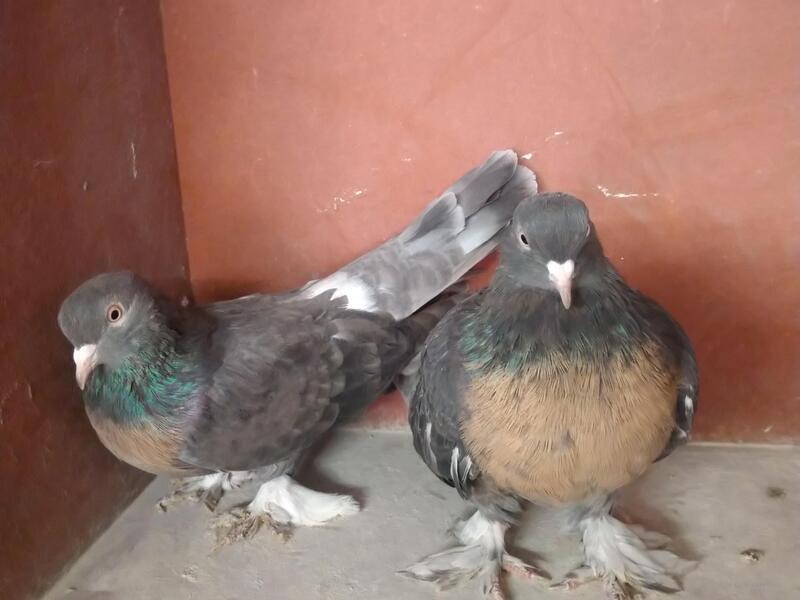 Turkish Takla Pigeons For Sale Birdtrader