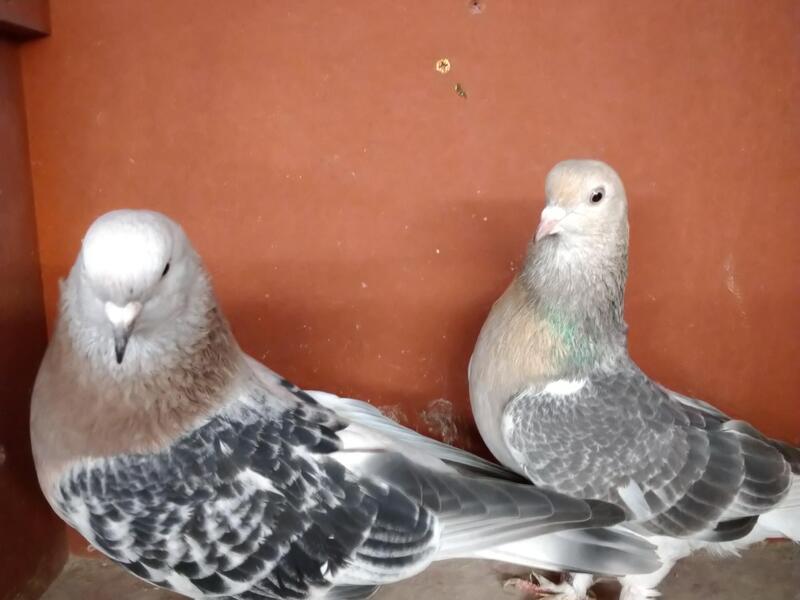 Turkish Takla Pigeons For Sale Birdtrader