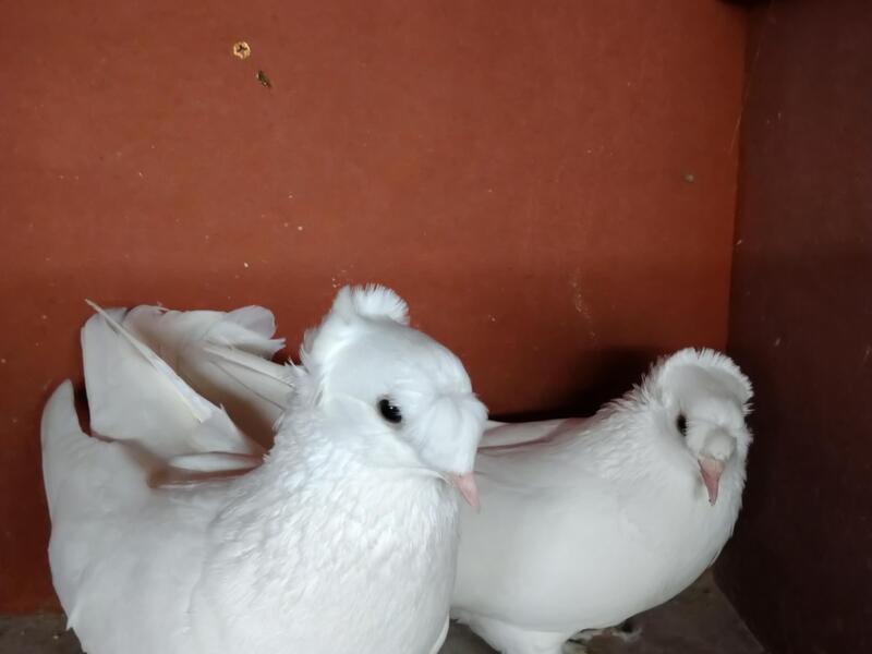 Turkish Takla Pigeons For Sale Birdtrader