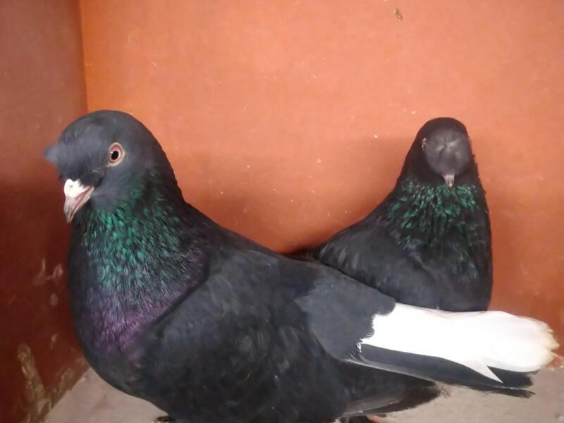 Turkish Takla Pigeons For Sale Birdtrader