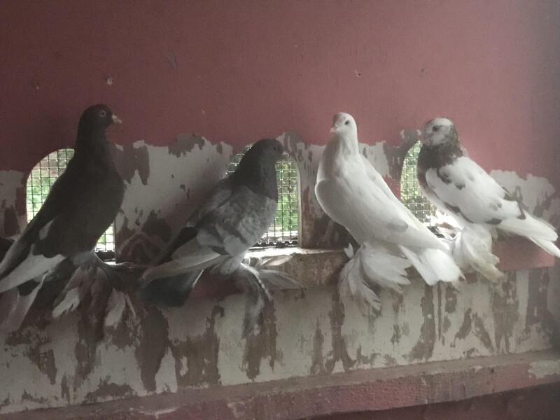 Feather footed tumblers PIGEONS Birdtrader