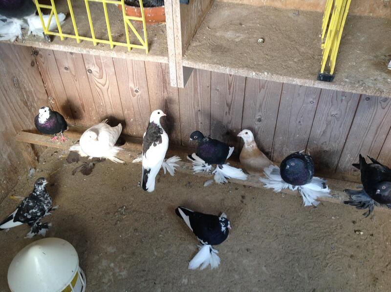 Tumbler pigeons for sale Birdtrader