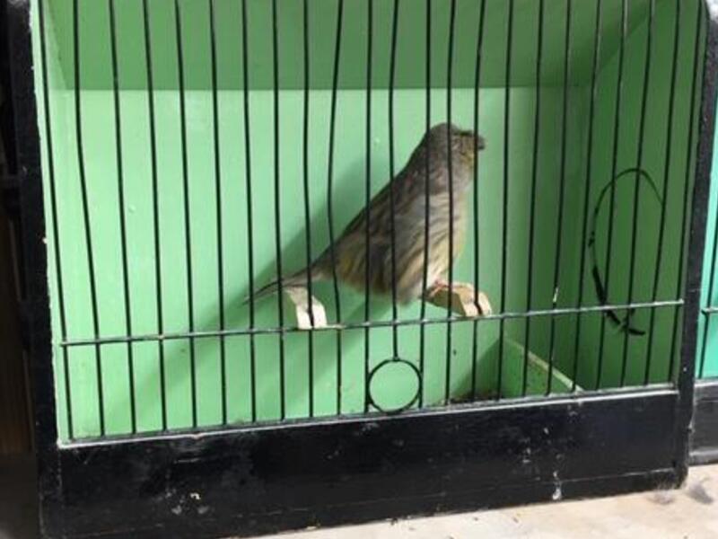 Gloster Canaries for sale Birdtrader