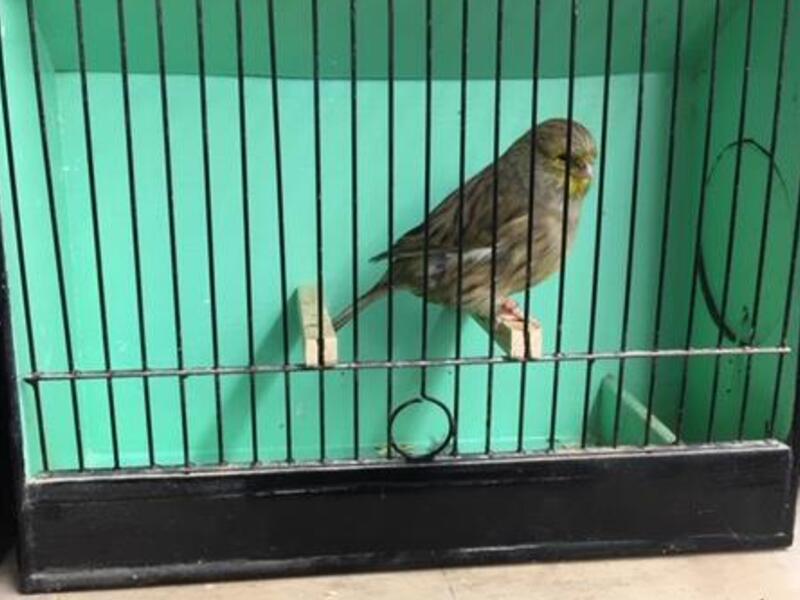 Gloster Canaries for sale Birdtrader