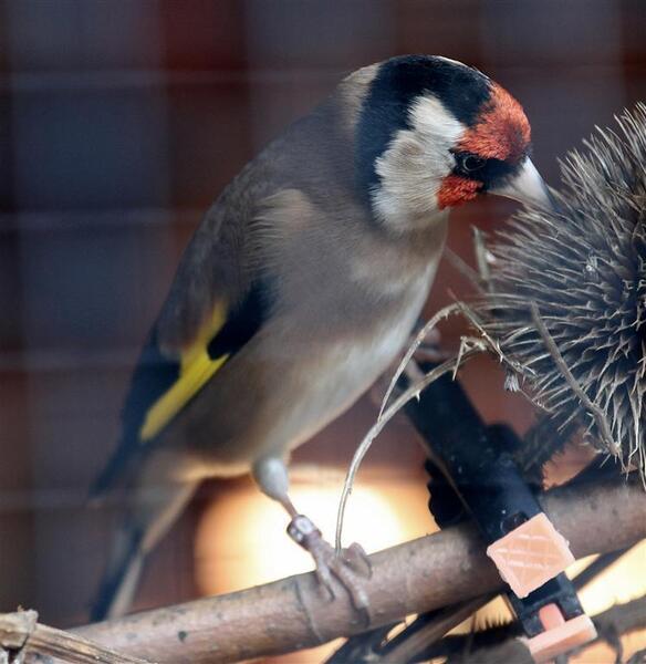 Goldfinches for sale 2020 IOA close ringed Birdtrader