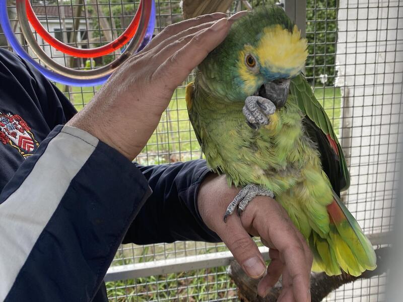 Tame Amazon parrot Birdtrader