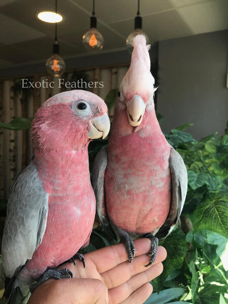 Gorgeous Hand Reared Baby Galah Cockatoos For Sale ...