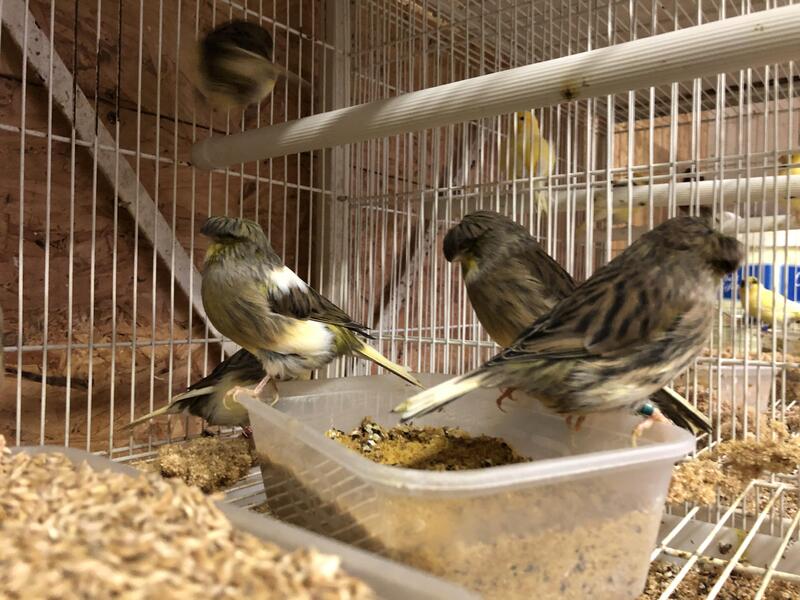 Gloster canaries for sale Birdtrader