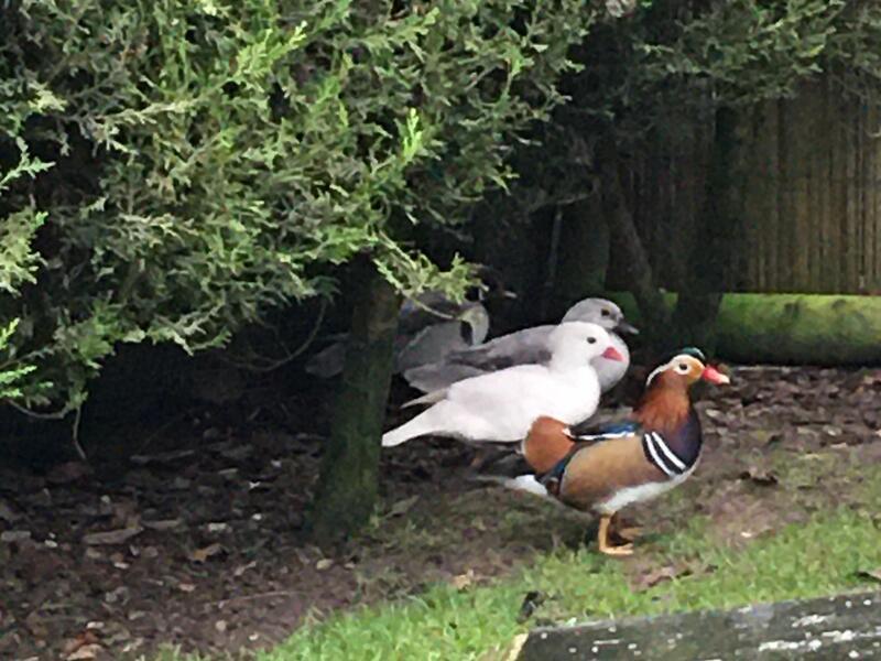 Pair of Mandarin Ducks for sale Birdtrader