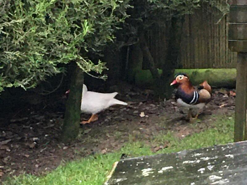 Pair of Mandarin Ducks for sale Birdtrader