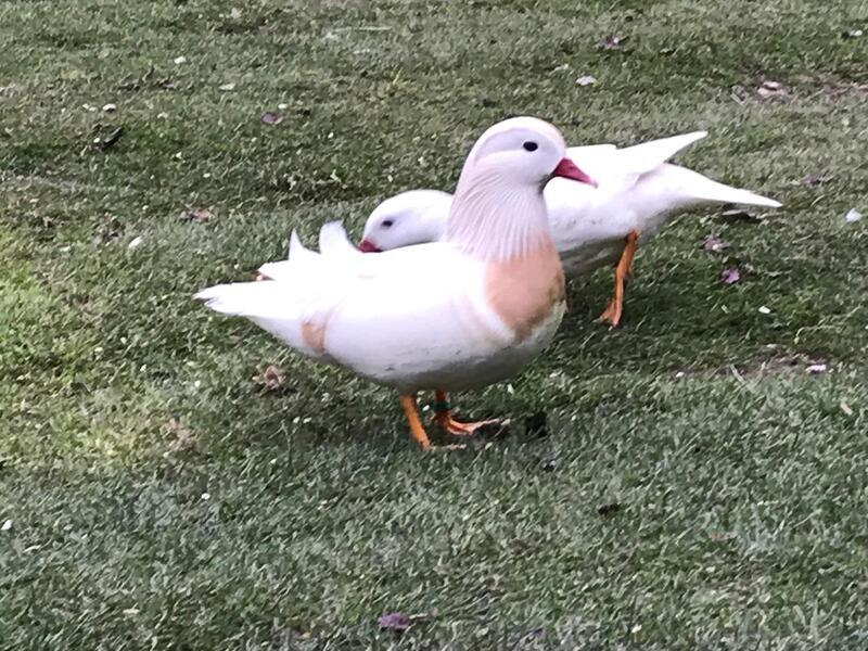 Pair of Silver Mandarin ducks for sale Birdtrader