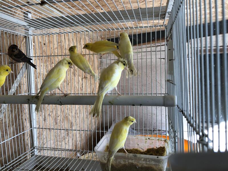 Rhinelanders Canaries for sale Birdtrader