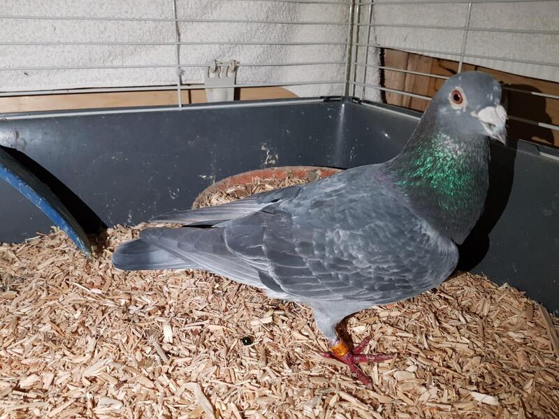 Racing Pigeons For Sale Birdtrader