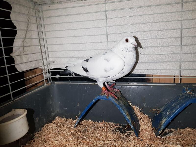 Racing Pigeons For Sale Birdtrader
