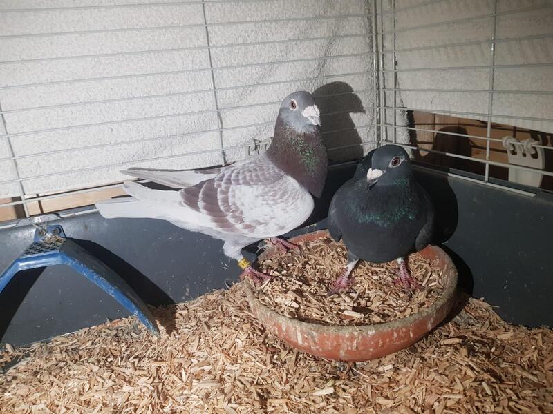 Racing Pigeons For Sale Birdtrader