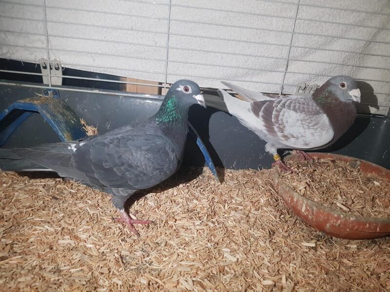 Racing Pigeons For Sale Birdtrader
