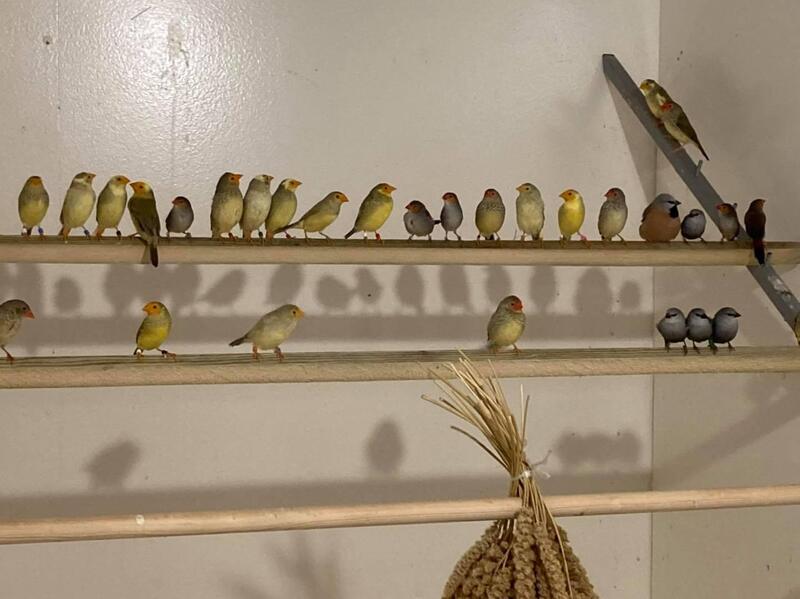 Star Finches for sale Birdtrader