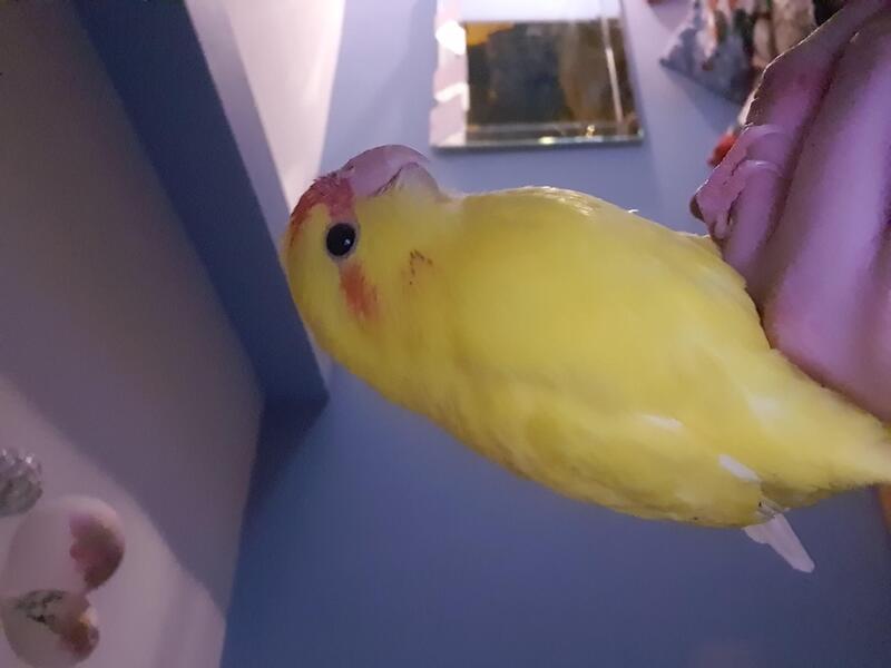 Friendly Baby kakariki for sale Birdtrader