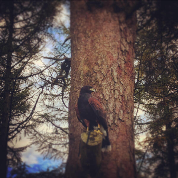 Harris hawks for sale Birdtrader